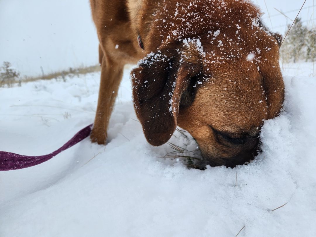Hollie, an adoptable Redbone Coonhound, Weimaraner in Polson, MT, 59860 | Photo Image 2