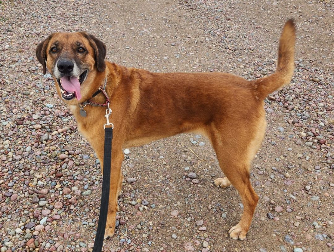 Hollie, an adoptable Redbone Coonhound, Weimaraner in Polson, MT, 59860 | Photo Image 3