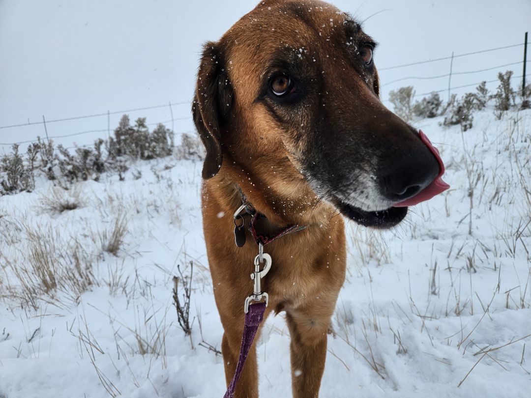 Hollie, an adoptable Redbone Coonhound, Weimaraner in Polson, MT, 59860 | Photo Image 4