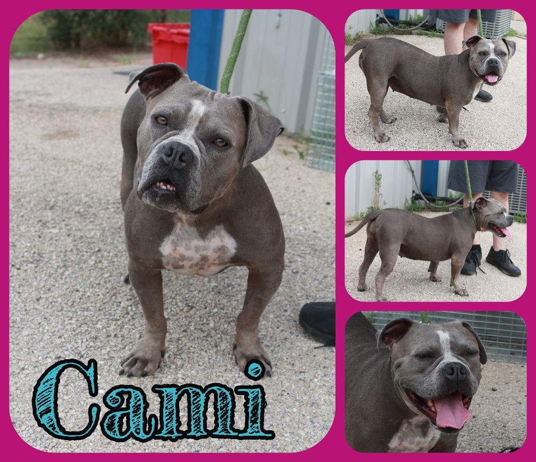 Dog for adoption Cami, an American Bulldog & French Bulldog Mix in