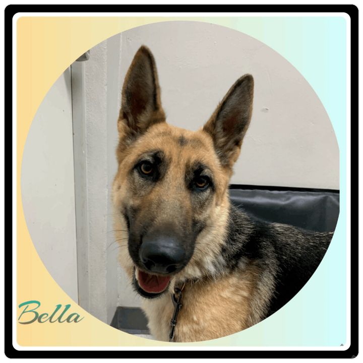 Bella, an adoptable German Shepherd Dog in Hollister, CA_image-2