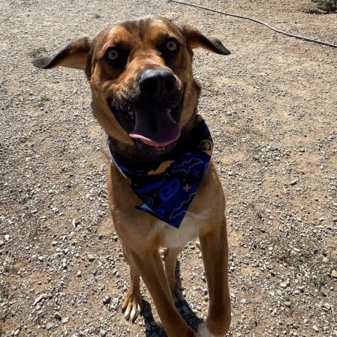 Lucas, an adoptable Labrador Retriever, Mixed Breed in Taos, NM, 87571 | Photo Image 1