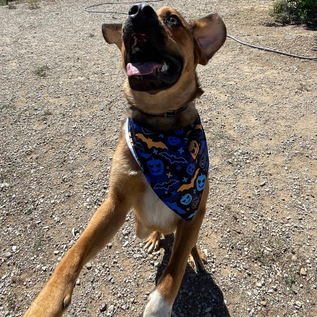 Lucas, an adoptable Labrador Retriever, Mixed Breed in Taos, NM, 87571 | Photo Image 1