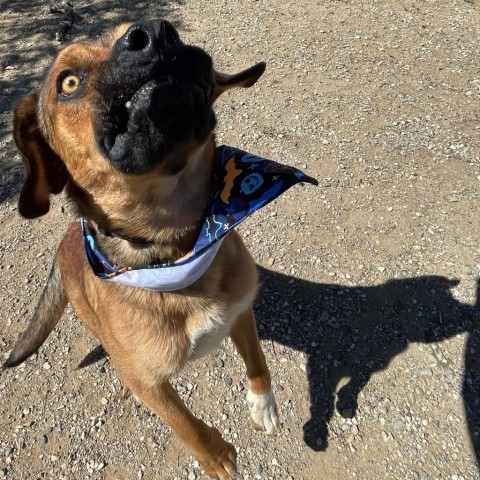 Lucas, an adoptable Labrador Retriever, Mixed Breed in Taos, NM, 87571 | Photo Image 2