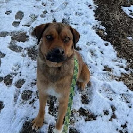 Lucas, an adoptable Labrador Retriever, Mixed Breed in Taos, NM, 87571 | Photo Image 2