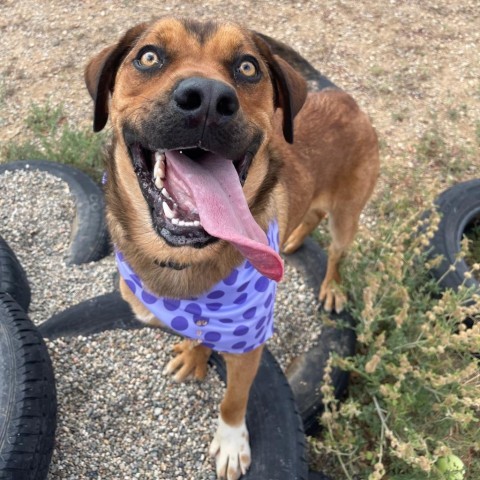 Lucas, an adoptable Labrador Retriever, Mixed Breed in Taos, NM, 87571 | Photo Image 2