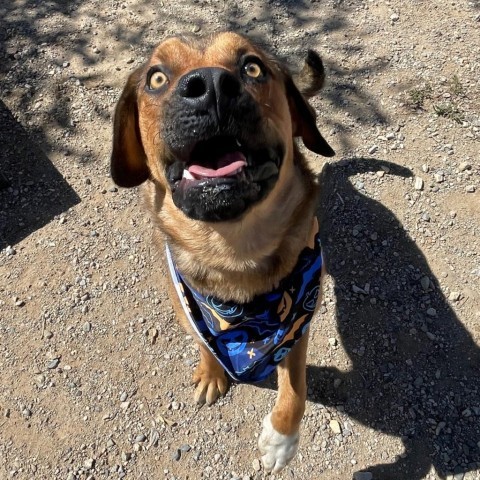 Lucas, an adoptable Labrador Retriever, Mixed Breed in Taos, NM, 87571 | Photo Image 2