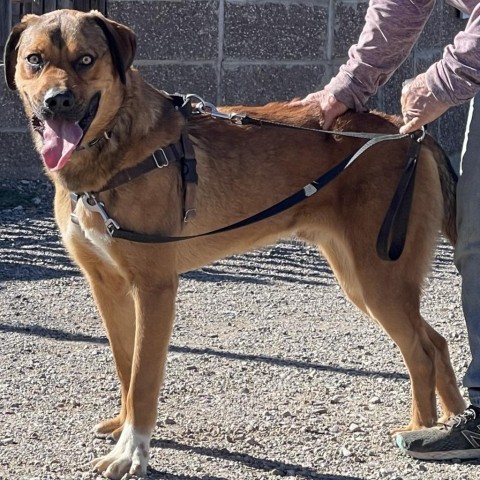 Lucas, an adoptable Labrador Retriever, Mixed Breed in Taos, NM, 87571 | Photo Image 3