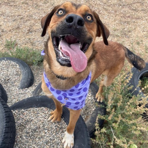 Lucas, an adoptable Labrador Retriever, Mixed Breed in Taos, NM, 87571 | Photo Image 3