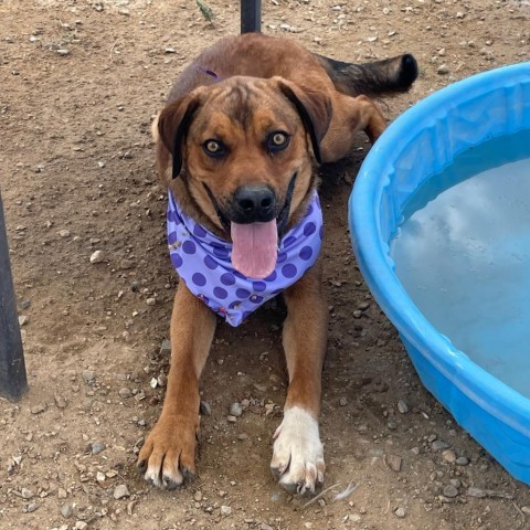 Lucas, an adoptable Labrador Retriever, Mixed Breed in Taos, NM, 87571 | Photo Image 4