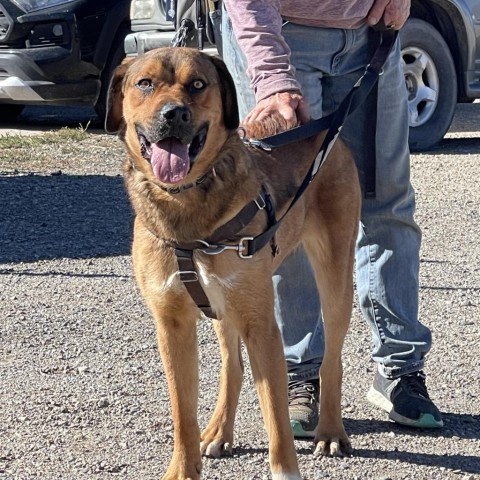 Lucas, an adoptable Labrador Retriever, Mixed Breed in Taos, NM, 87571 | Photo Image 4