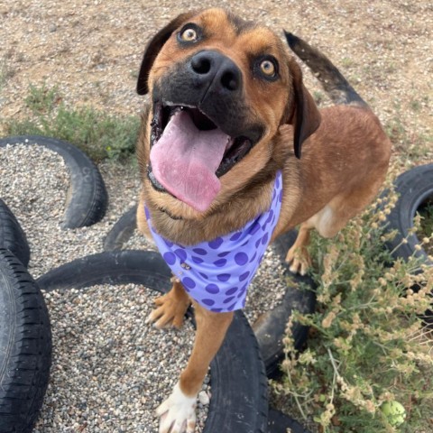 Lucas, an adoptable Labrador Retriever, Mixed Breed in Taos, NM, 87571 | Photo Image 4