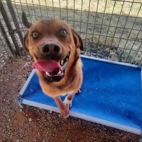 Lucas, an adoptable Labrador Retriever, Mixed Breed in Taos, NM, 87571 | Photo Image 4