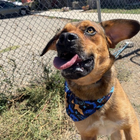 Lucas, an adoptable Labrador Retriever, Mixed Breed in Taos, NM, 87571 | Photo Image 5