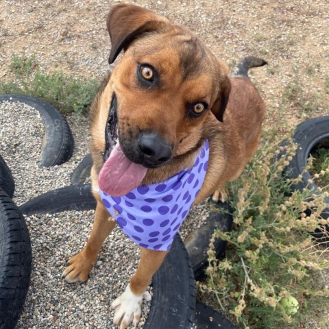 Lucas, an adoptable Labrador Retriever, Mixed Breed in Taos, NM, 87571 | Photo Image 5