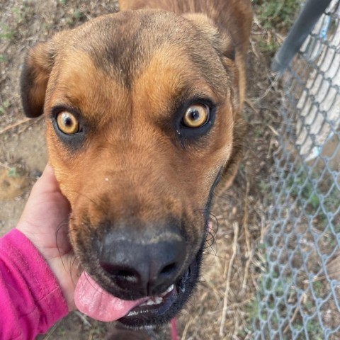 Lucas, an adoptable Labrador Retriever, Mixed Breed in Taos, NM, 87571 | Photo Image 5