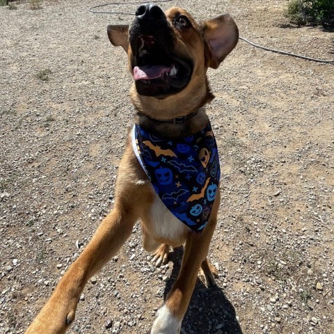 Lucas, an adoptable Labrador Retriever, Mixed Breed in Taos, NM, 87571 | Photo Image 6