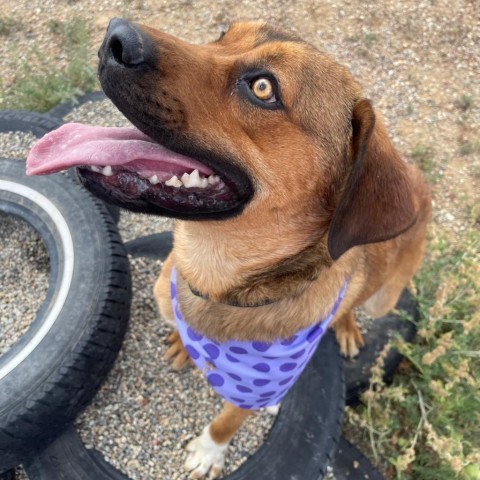 Lucas, an adoptable Labrador Retriever, Mixed Breed in Taos, NM, 87571 | Photo Image 6