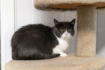 Selina, an adoptable Domestic Short Hair in Dahlonega, GA, 30533 | Photo Image 1