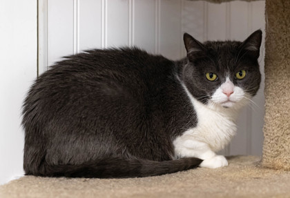 Selina, an adoptable Domestic Short Hair in Dahlonega, GA, 30533 | Photo Image 2
