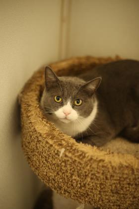 Selina, an adoptable Domestic Short Hair in Dahlonega, GA, 30533 | Photo Image 3