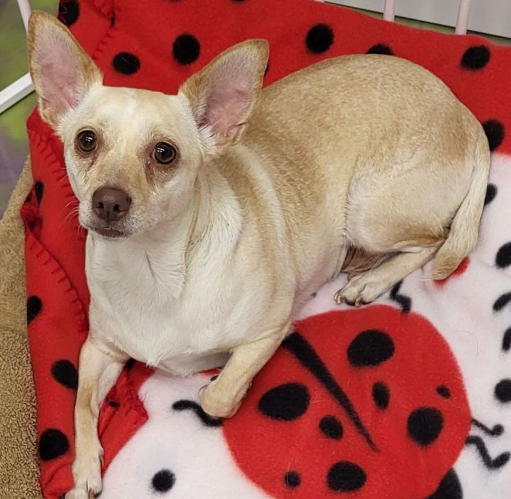 Petfinder chihuahua hot sale