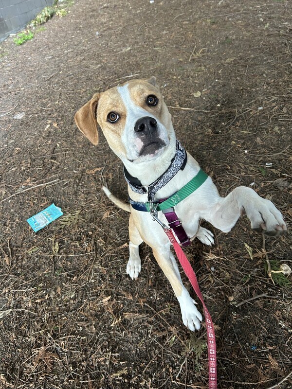 Dog for adoption - Tikka, a Boxer & Pit Bull Terrier Mix in Vancouver ...