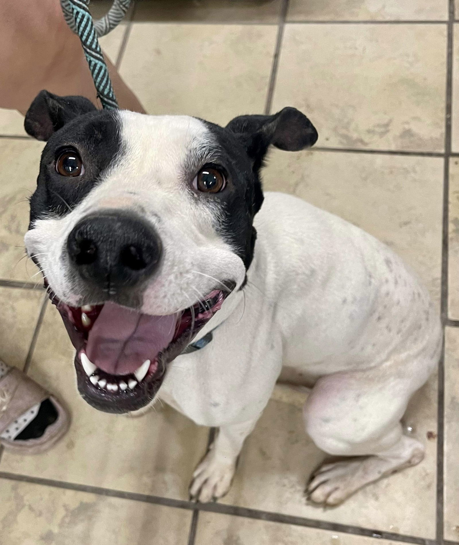 Emmy, an adoptable Pit Bull Terrier in El Centro, CA, 92243 | Photo Image 1