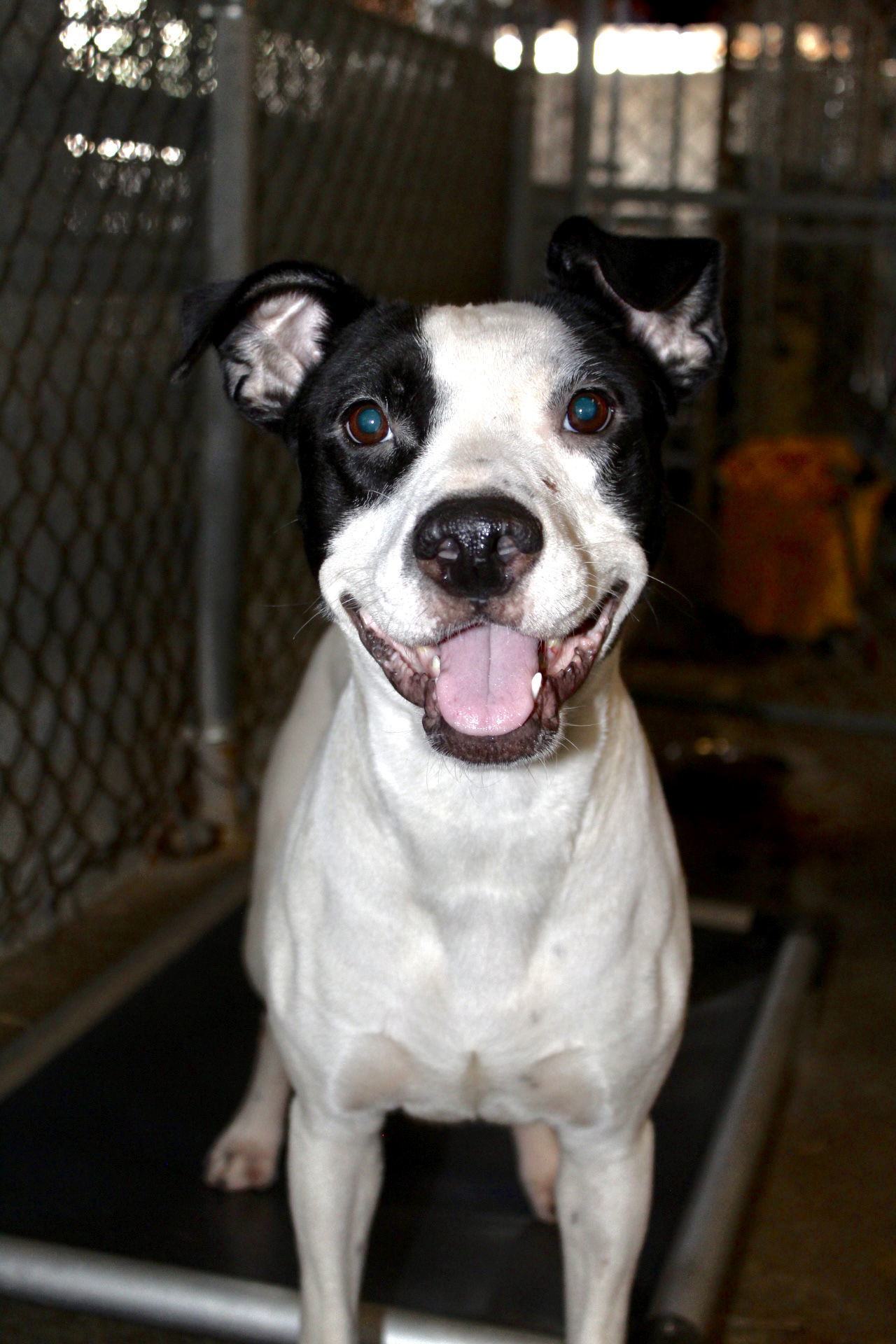 Emmy, an adoptable Pit Bull Terrier in El Centro, CA, 92243 | Photo Image 2