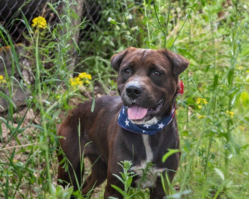 Koda, an adoptable Rottweiler in Hamilton, MT, 59840 | Photo Image 1