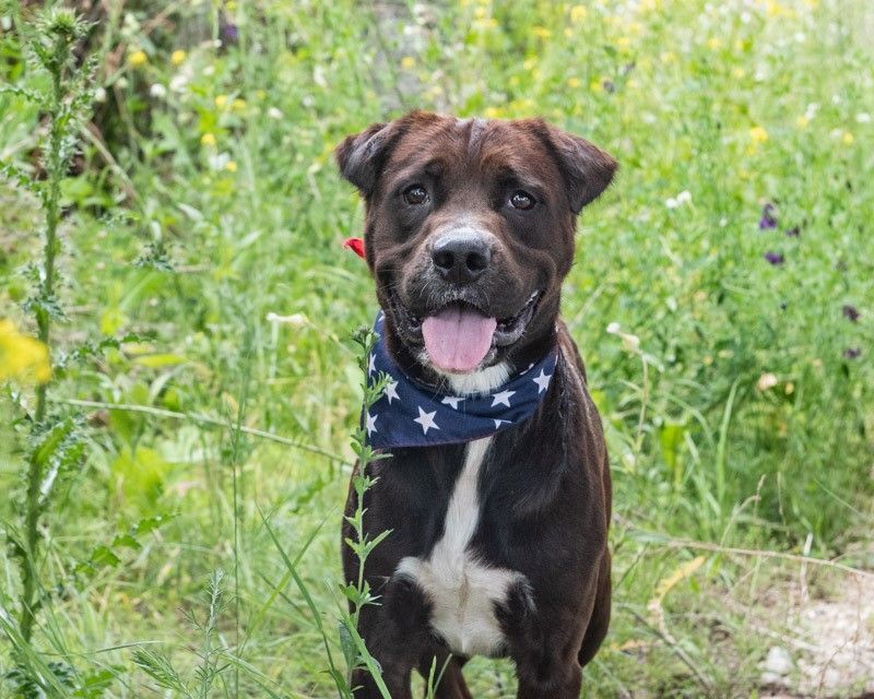 Koda, an adoptable Rottweiler in Hamilton, MT, 59840 | Photo Image 2