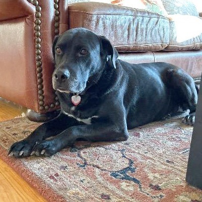 Stripe AKA Juno, an adoptable Labrador Retriever in Little Rock, AR, 72207 | Photo Image 1