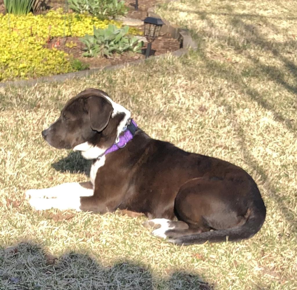 Rosie, an adoptable Mixed Breed in Little Rock, AR, 72207 | Photo Image 1