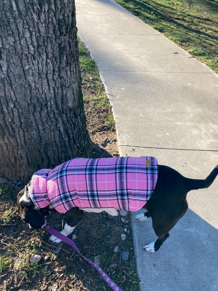 Rosie, an adoptable Mixed Breed in Little Rock, AR, 72207 | Photo Image 2
