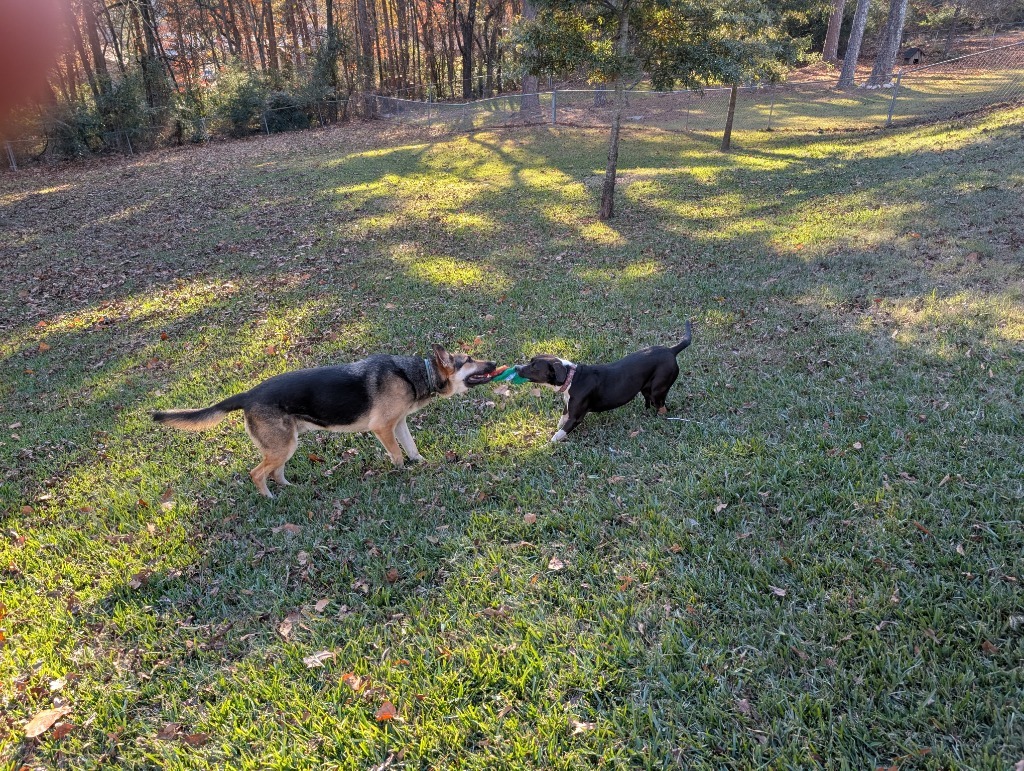 Rosie, an adoptable Mixed Breed in Little Rock, AR, 72207 | Photo Image 4