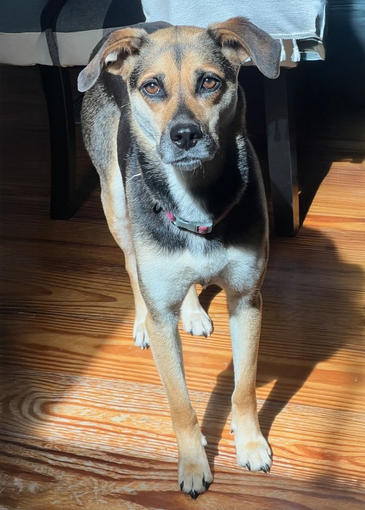 Miya, an adoptable Husky, Mixed Breed in Little Rock, AR, 72207 | Photo Image 1