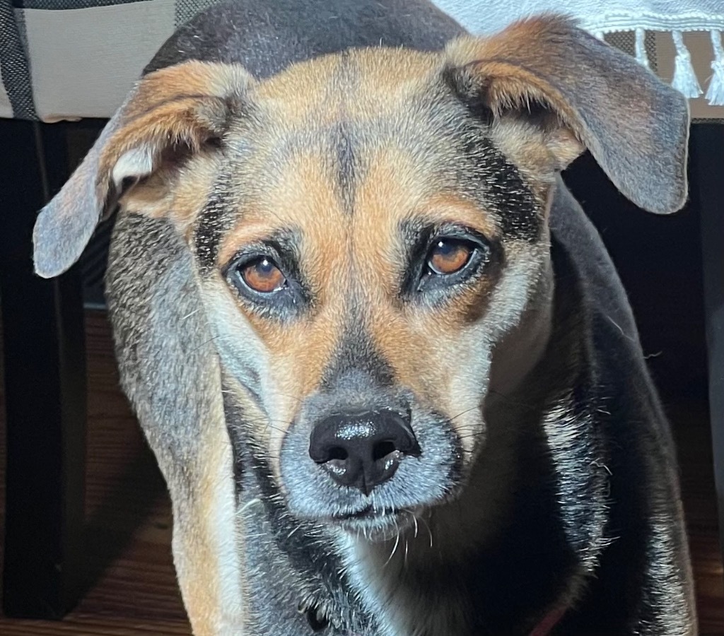 Miya, an adoptable Husky, Mixed Breed in Little Rock, AR, 72207 | Photo Image 2