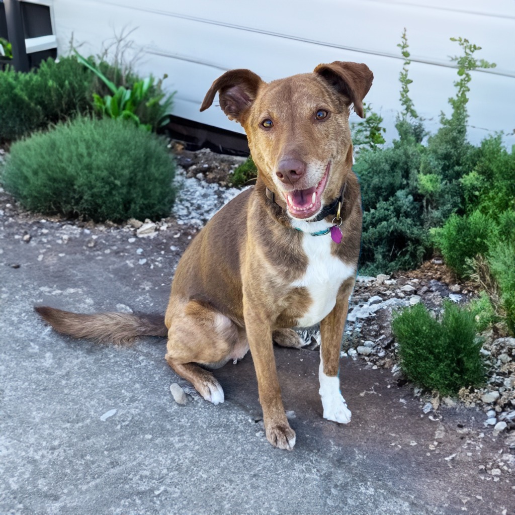 Ruby, an adoptable Labrador Retriever, Australian Shepherd in Little Rock, AR, 72207 | Photo Image 1