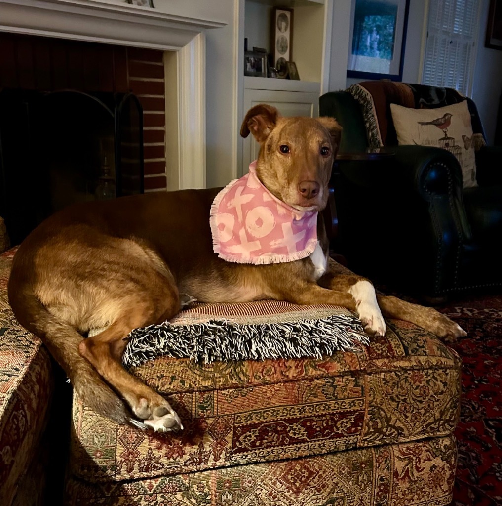 Ruby, an adoptable Labrador Retriever, Australian Shepherd in Little Rock, AR, 72207 | Photo Image 2