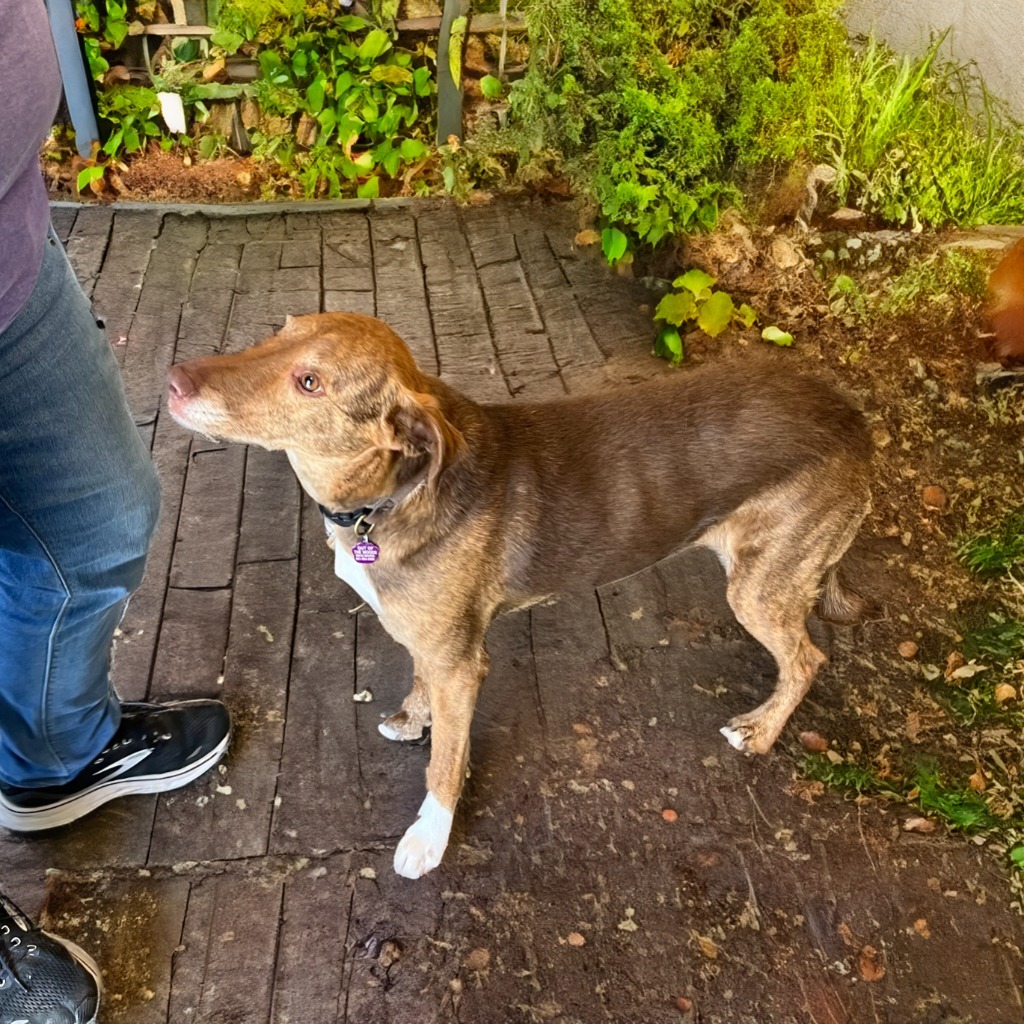 Ruby, an adoptable Labrador Retriever, Australian Shepherd in Little Rock, AR, 72207 | Photo Image 3