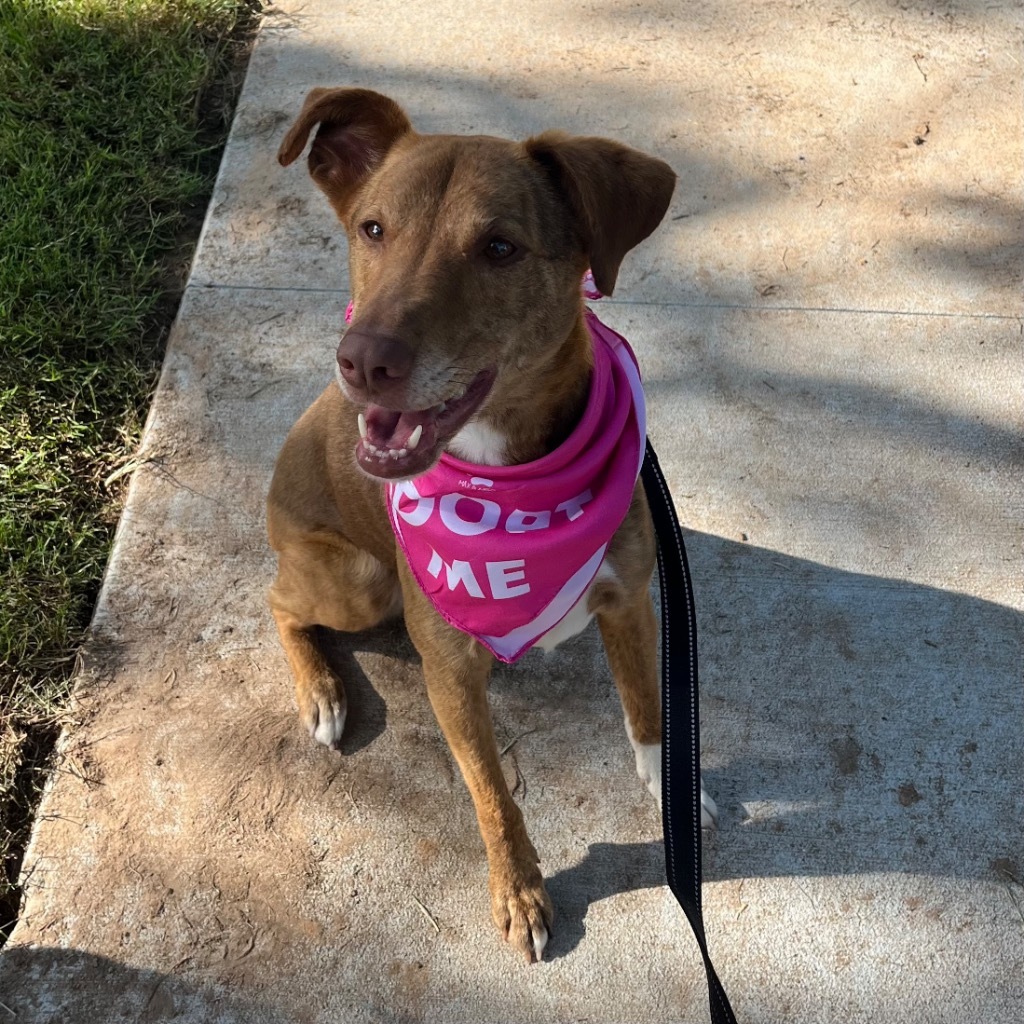 Ruby, an adoptable Labrador Retriever, Australian Shepherd in Little Rock, AR, 72207 | Photo Image 4