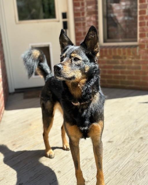 Zara, an adoptable Shepherd in Little Rock, AR, 72207 | Photo Image 1