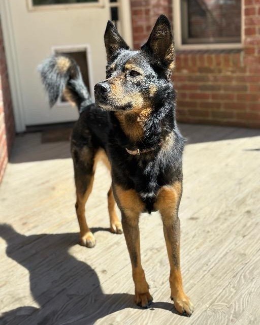 Zara, an adoptable Shepherd in Little Rock, AR, 72207 | Photo Image 1