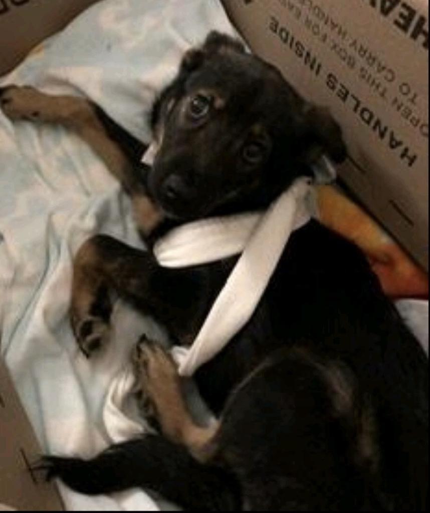 Zara, an adoptable Shepherd in Little Rock, AR, 72207 | Photo Image 2