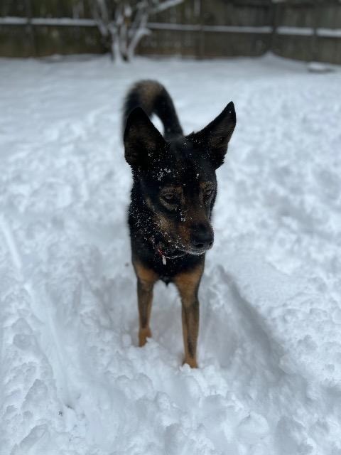 Zara, an adoptable Shepherd in Little Rock, AR, 72207 | Photo Image 2
