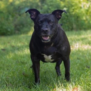 Polly Mixed Breed Dog