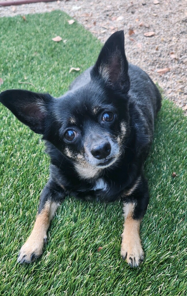 Freddie, an adoptable Chihuahua, Terrier in Scottsdale, AZ, 85262 | Photo Image 1