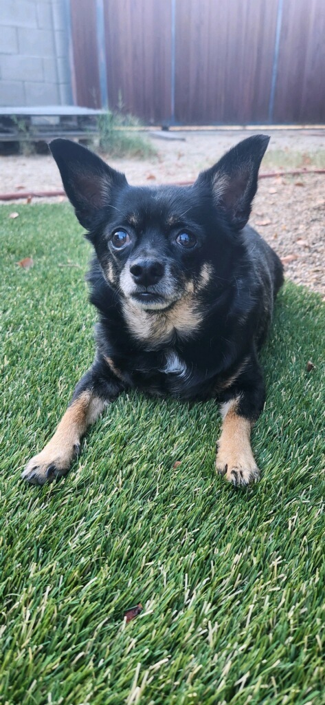Freddie, an adoptable Chihuahua, Terrier in Scottsdale, AZ, 85262 | Photo Image 2
