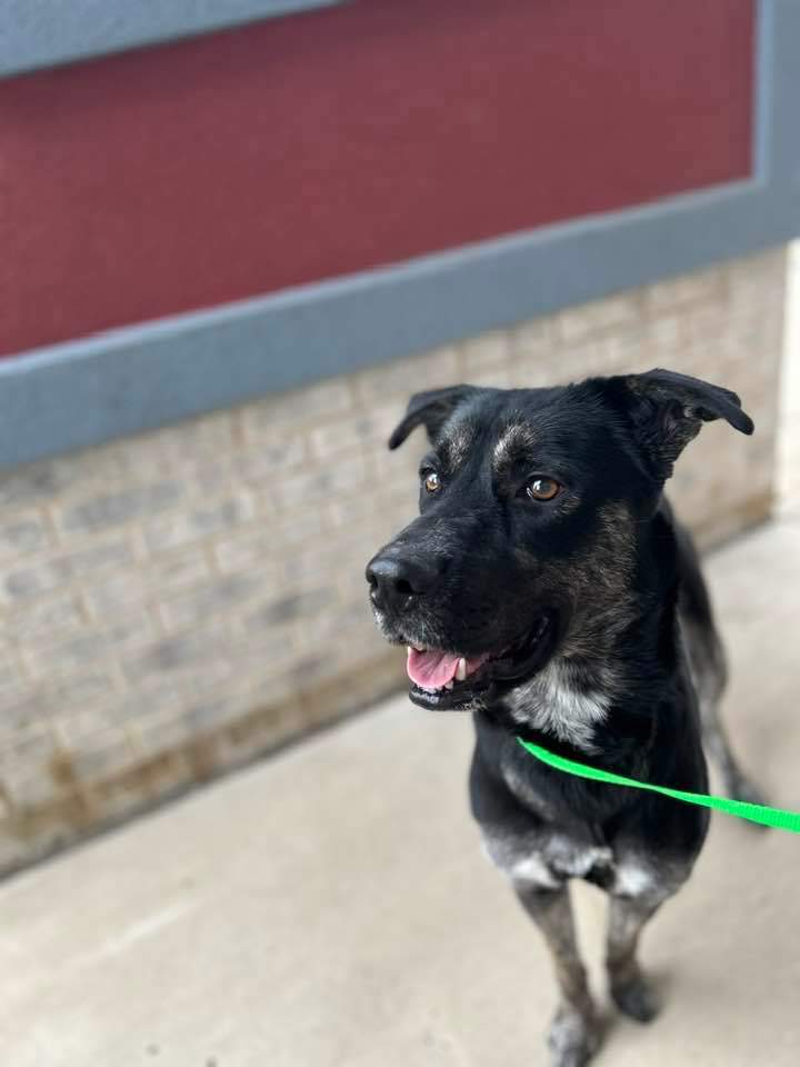 Dog for adoption - Naomi, a Shepherd Mix in Pekin, IL | Petfinder