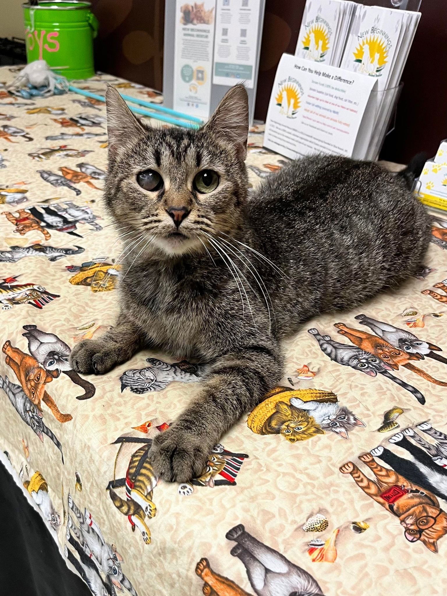 Dawn, an adoptable American Shorthair, Domestic Short Hair in Southaven, MS, 38672 | Photo Image 1